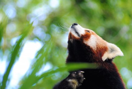 Beautiful_Red_Panda_photo_taken_by_Sophia_Dennett_at_Drusillas_Park.jpg