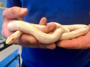 Head_Keeper__Mark_Kenward__holds_a_corn_snake.jpg