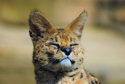 Serval_photo_taken_by_Sophia_Dennett_at_Drusillas_Park.jpg