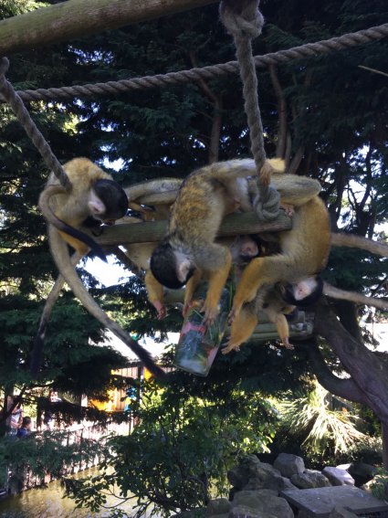 Squirrel_Monkeys_tuck_into_a_frozen_treat.jpg